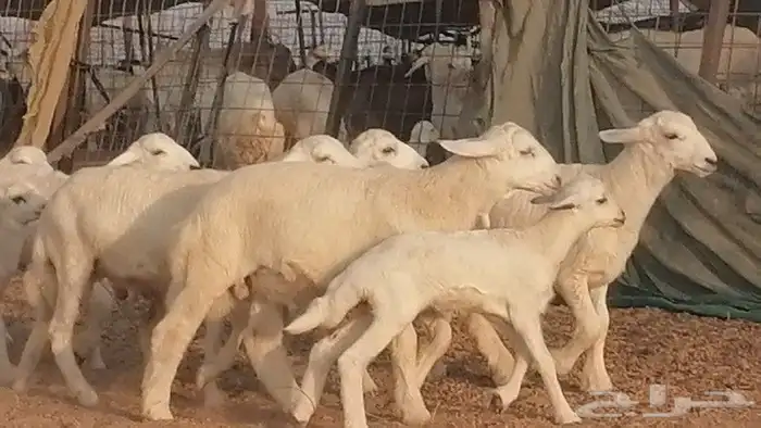 غنم حريات حرش متابيع للبيع ضان للبيع 11