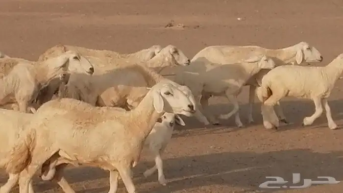 غنم حريات حرش متابيع للبيع ضان للبيع 6