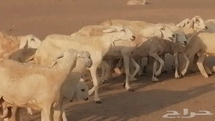 غنم حريات حرش متابيع للبيع ضان للبيع 31
