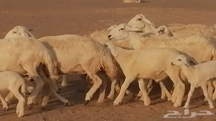 غنم حريات حرش متابيع للبيع ضان للبيع 29