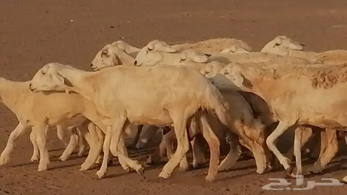 غنم حريات حرش متابيع للبيع ضان للبيع 7