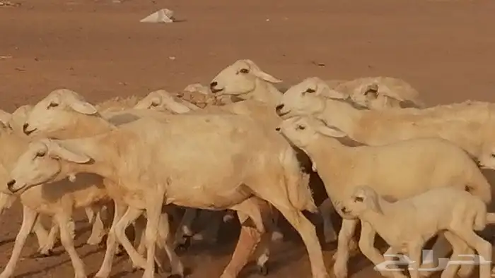 غنم حريات حرش متابيع للبيع ضان للبيع 3
