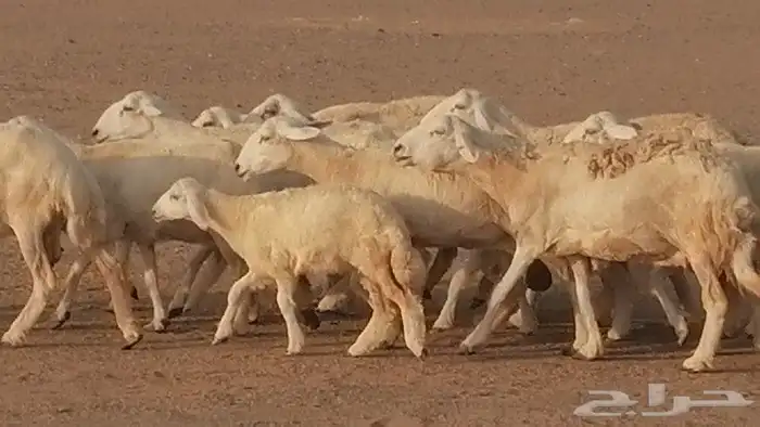 غنم حريات حرش متابيع للبيع ضان للبيع 17