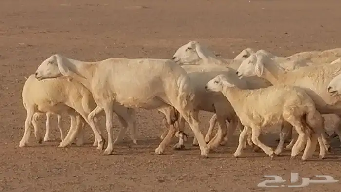 غنم حريات حرش متابيع للبيع ضان للبيع 15