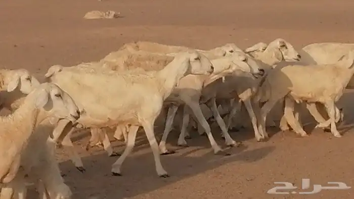 غنم حريات حرش متابيع للبيع ضان للبيع 30