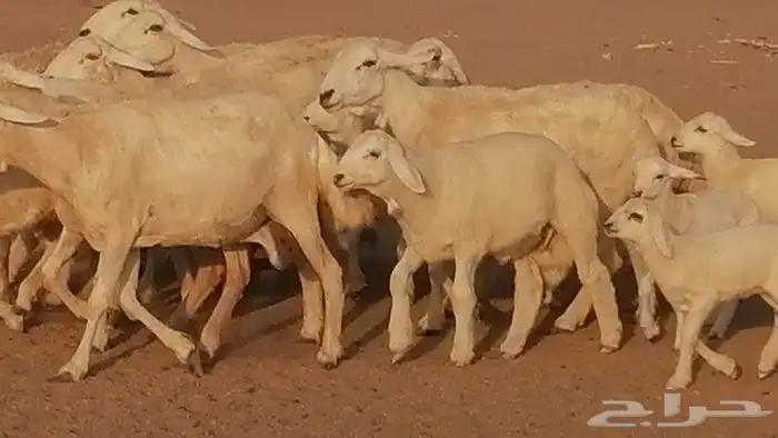 غنم حريات حرش متابيع للبيع ضان للبيع 0
