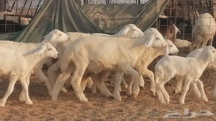 غنم حريات حرش متابيع للبيع ضان للبيع 9