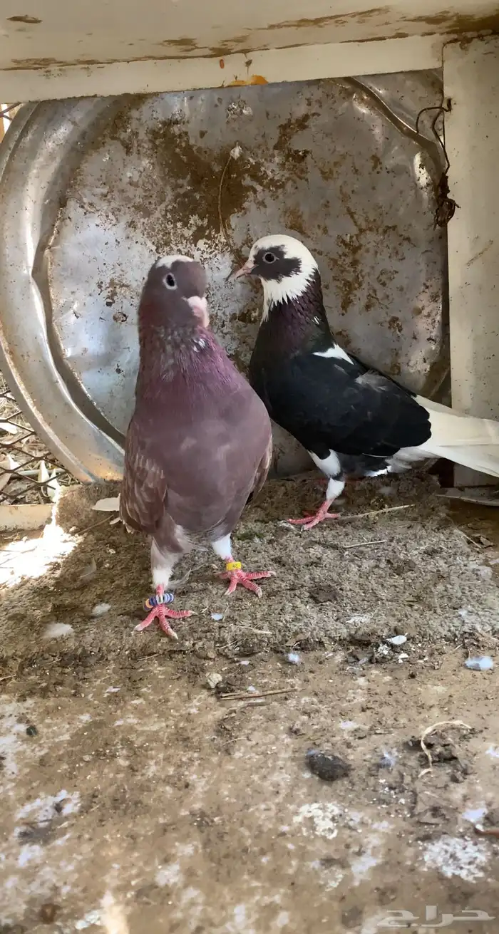 حمام قطايف 7