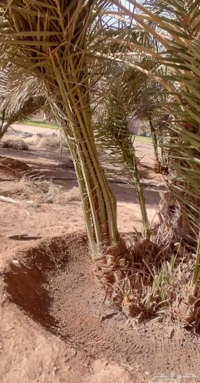 يوجد200فرخ صقعي مطوق من انوع اطيب 2