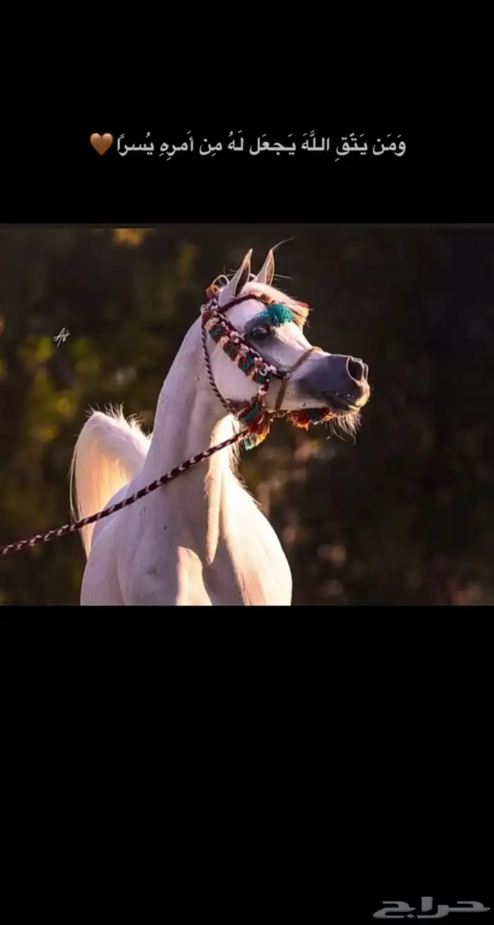 دكتور فحص خيل قبل الشراء 0