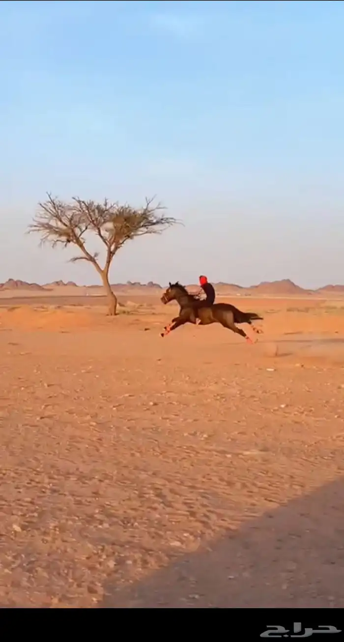 حصان سباق شعبي 0