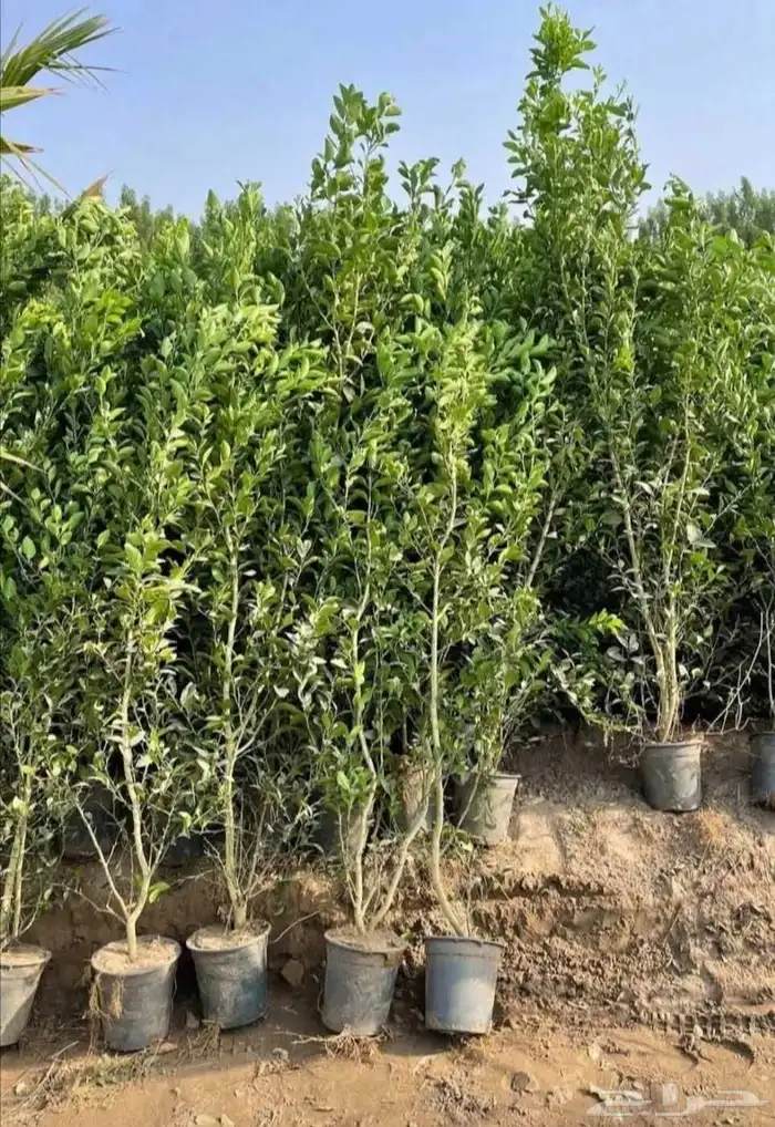 مشتل الجموم الجميع انواع اشجار 7
