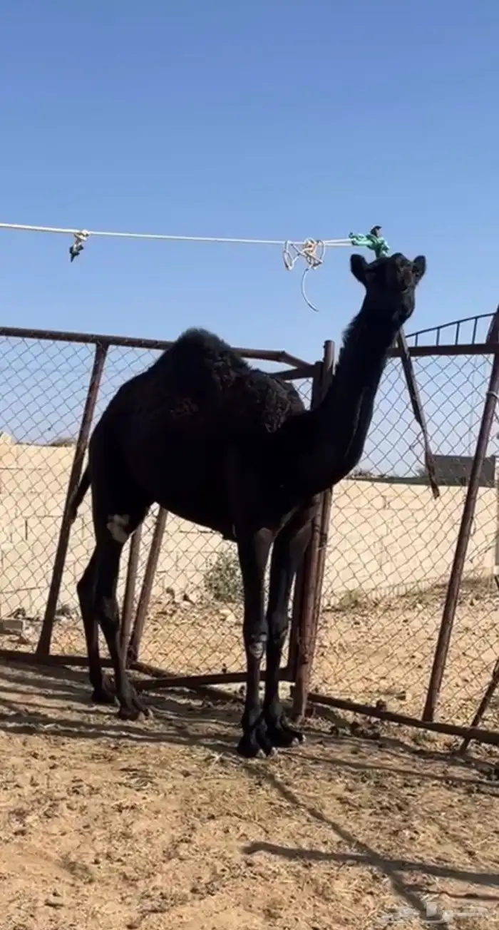 بكره مجهم 1