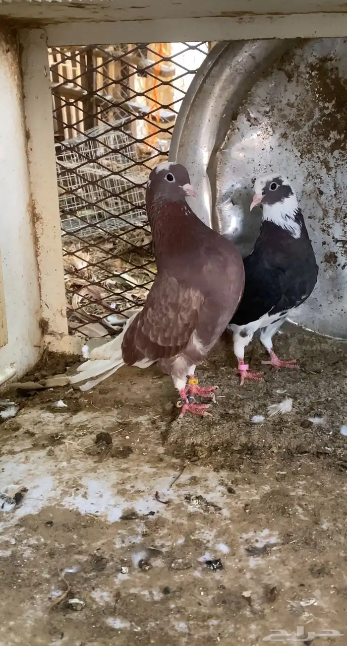 حمام قطايف 5