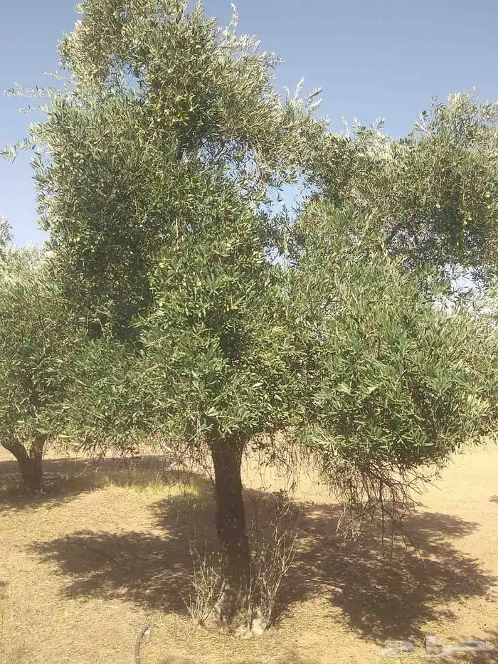 نخيل واشجار وزيتوان 6