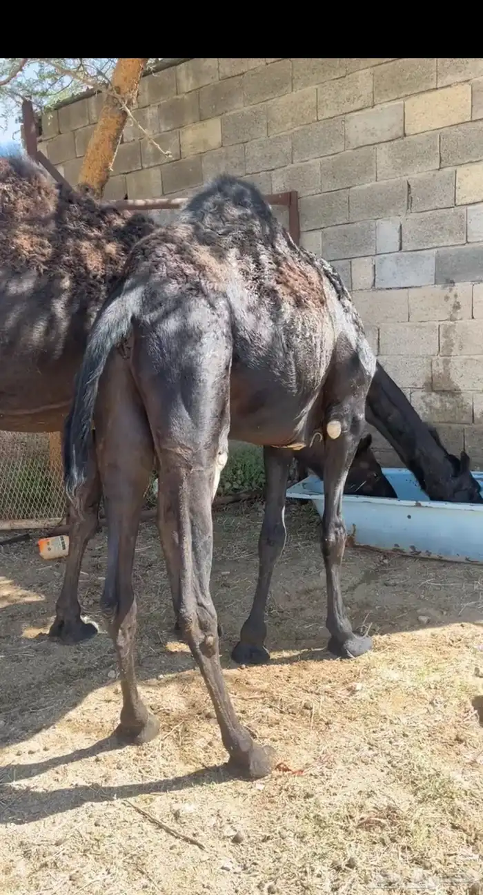 بكره مجهم 0