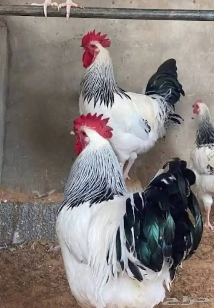 صوص فرنسي كلومبي 0