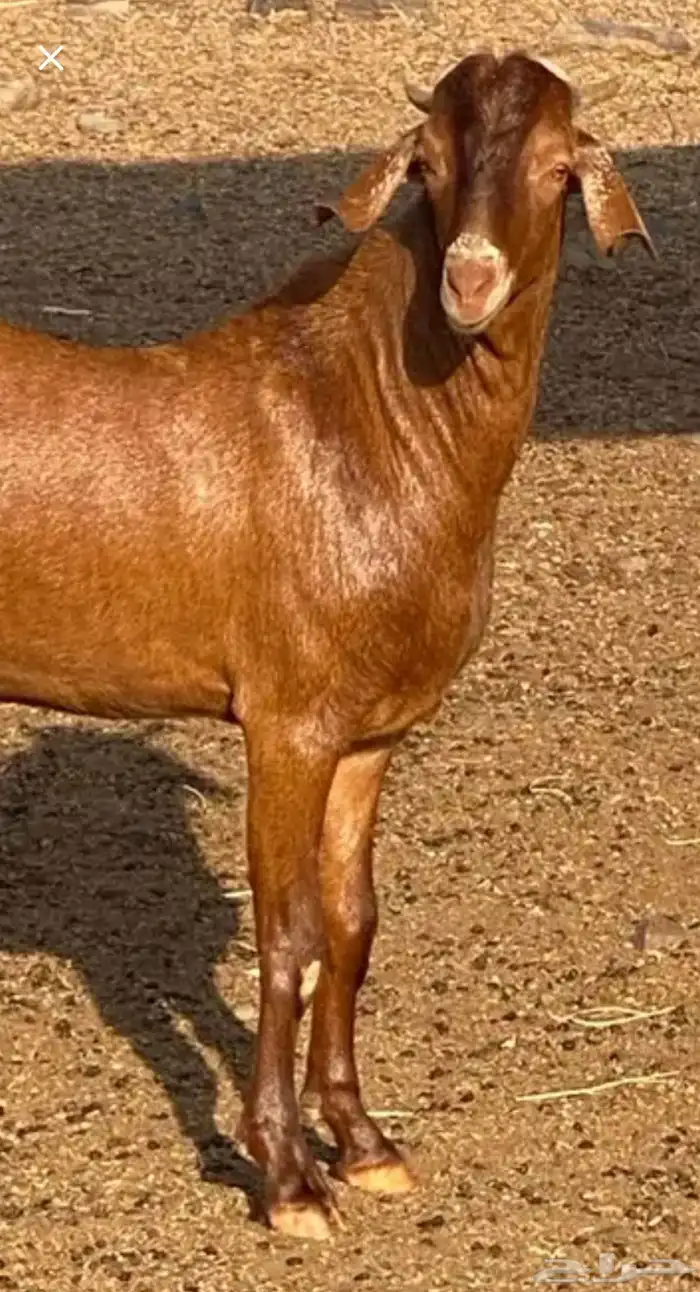 للبيع تيس مشروع فحل ادهم وجرم 6