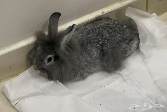 ارنب منزلي فصيله نيذرلاند 1