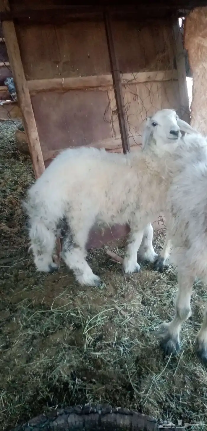 طلي عمره 4 اشهر فل شحم 0