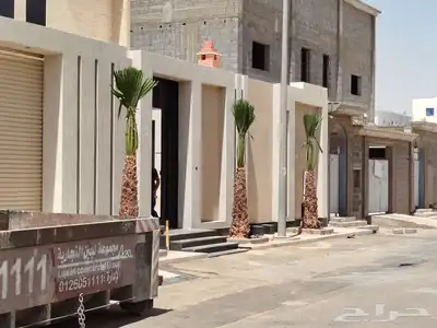 نخل واشنطني ونخل عربي وزيتون index