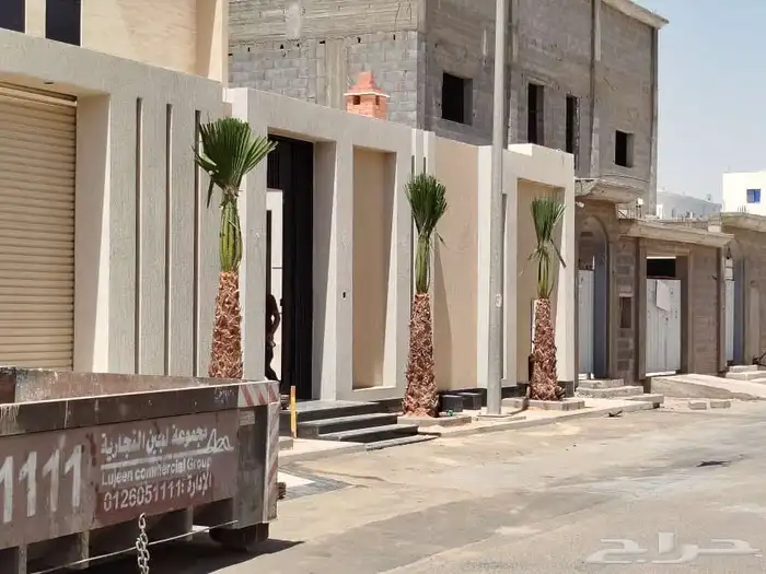 نخل واشنطني ونخل عربي وزيتون 5