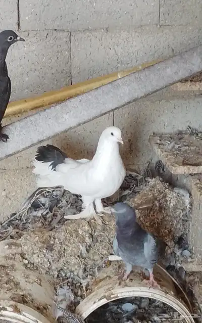 حمام مشكل تم البيع index