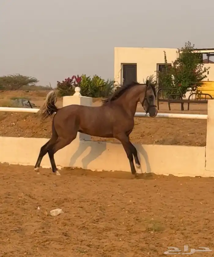 حصان للبيع 1