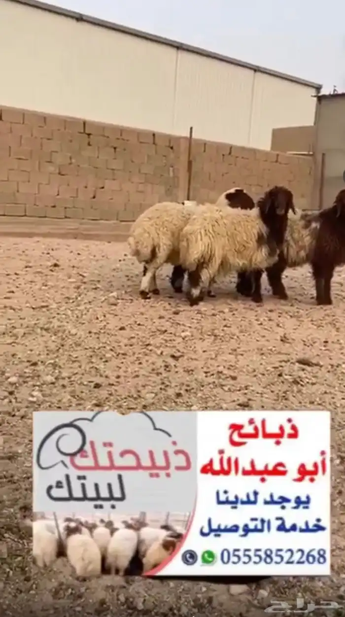 متوفر جميع الذبايح البرية (خروف - رخل - حري - تيس ) 0