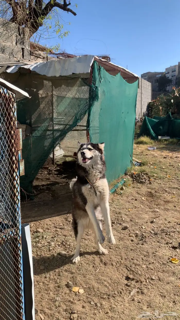 انثى هاسكي 0