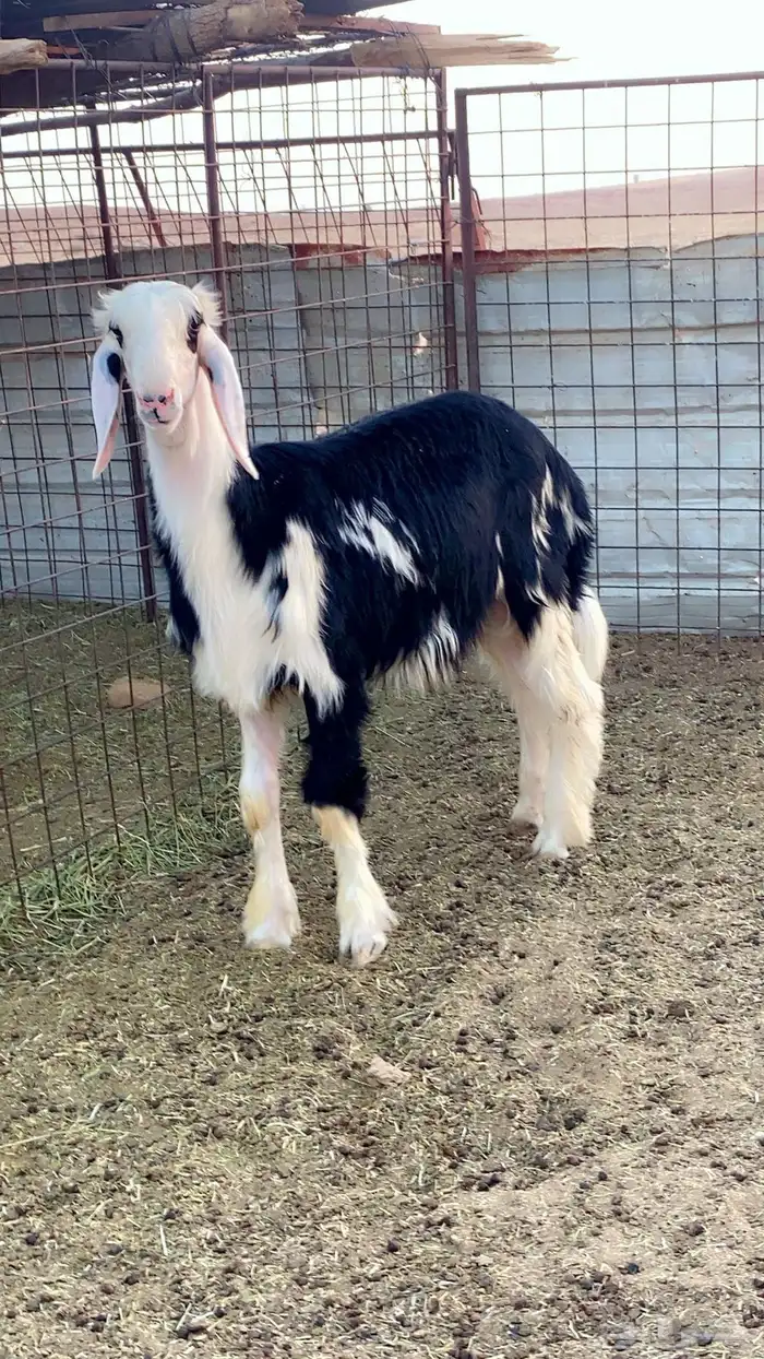 خروف نجدي مشروع فحل فاااخر 1