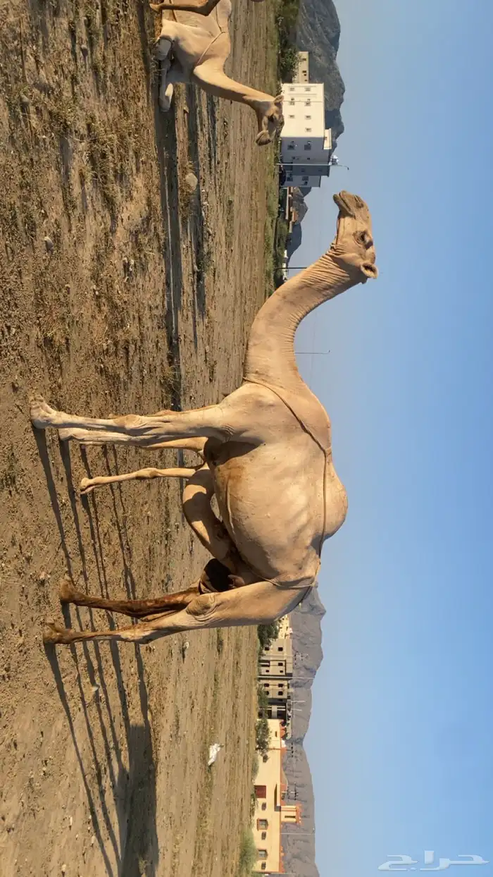 ابل اوارك مراح واحد للبيع 3