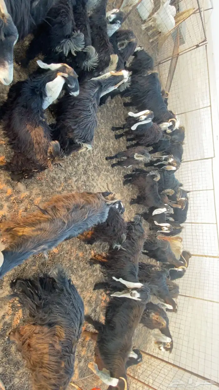 معزاء مراح واحد نضيفه من الامراض محصنه معوي وعن الجدري 0