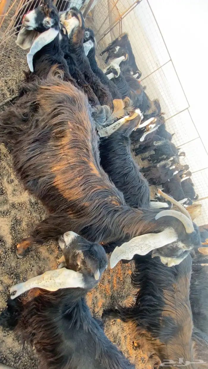 معزاء مراح واحد نضيفه من الامراض محصنه معوي وعن الجدري 3