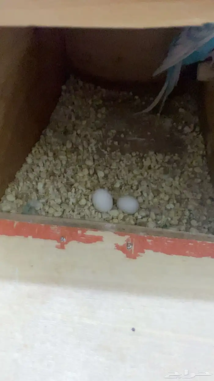 البيع جوز طيور حب منتج 1