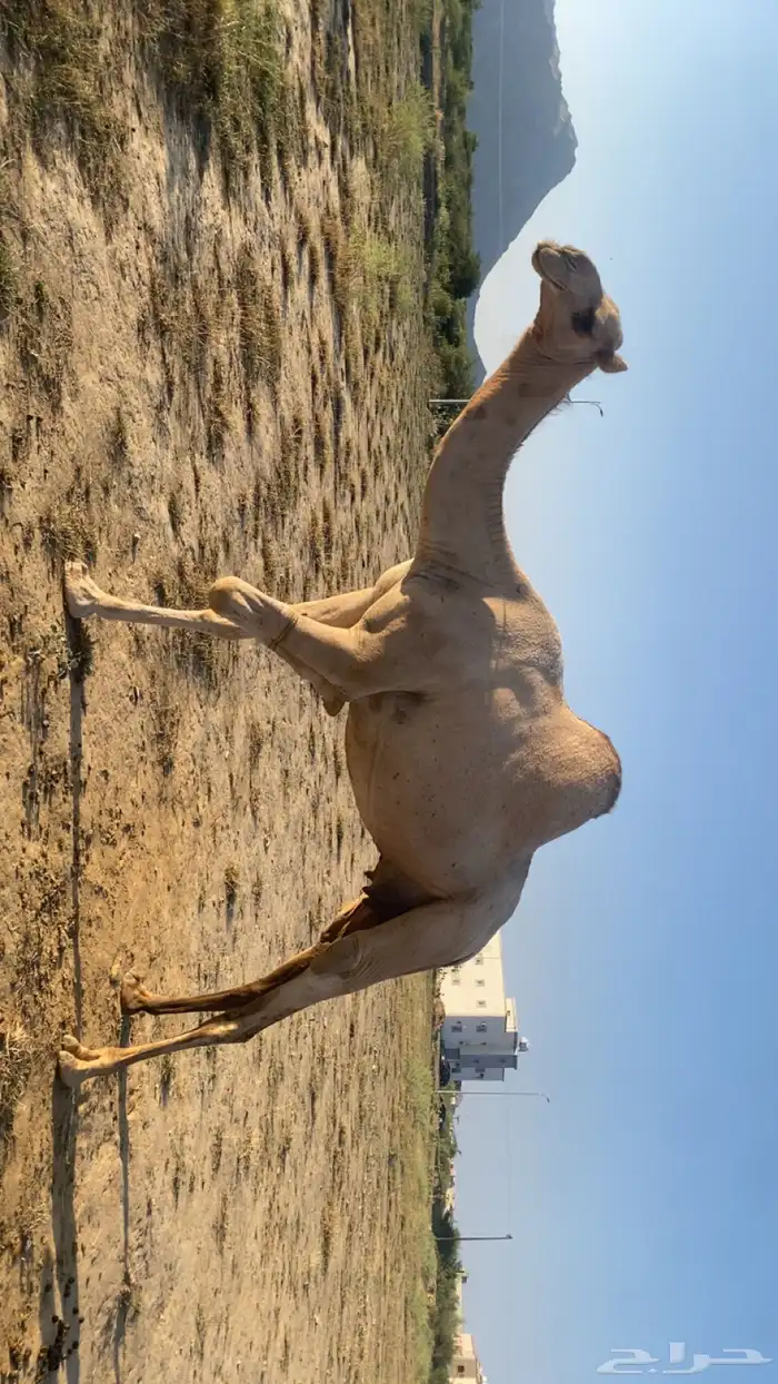 ابل اوارك مراح واحد للبيع 2