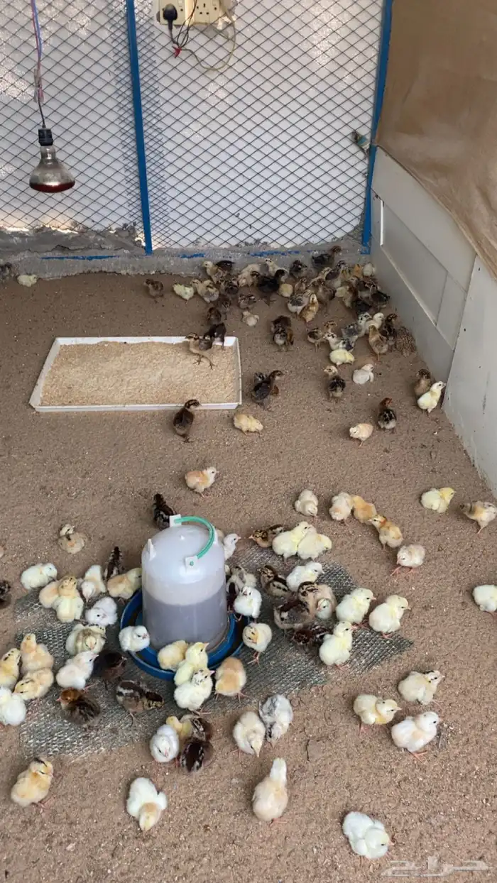 صوص دجاج بلدي شرط النظافه والصحه بإذن الله 0