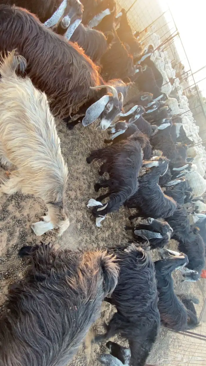 معزاء مراح واحد نضيفه من الامراض محصنه معوي وعن الجدري 1