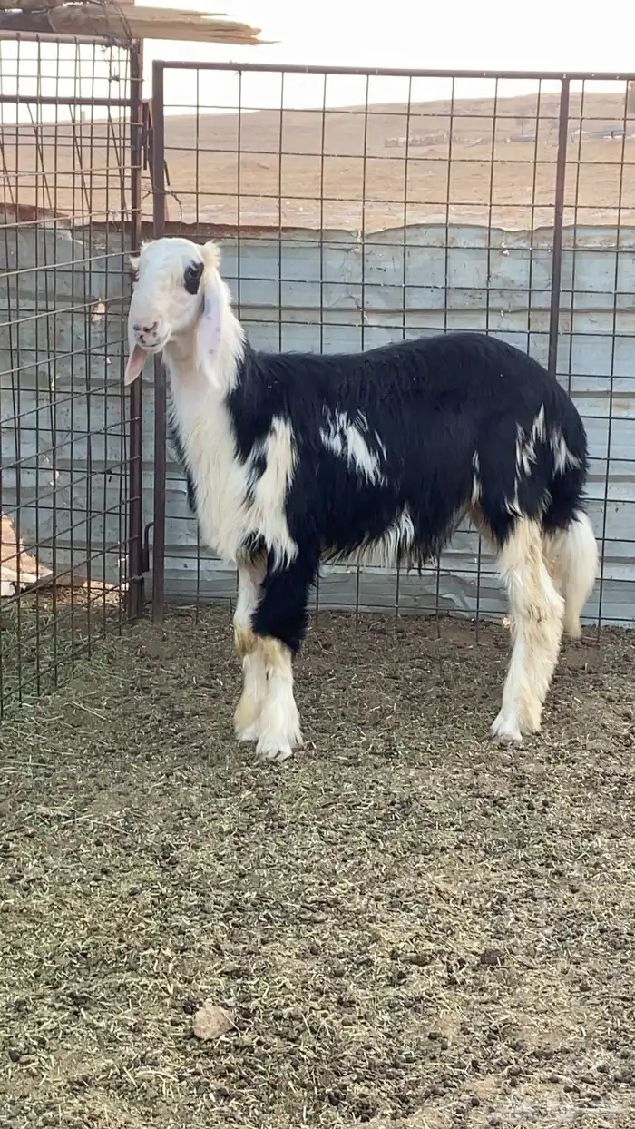 خروف نجدي مشروع فحل فاااخر 0