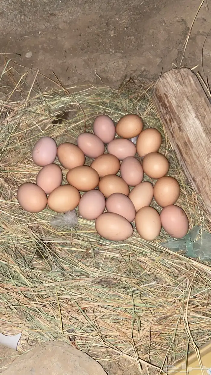 دجاج براهما فاخر 2