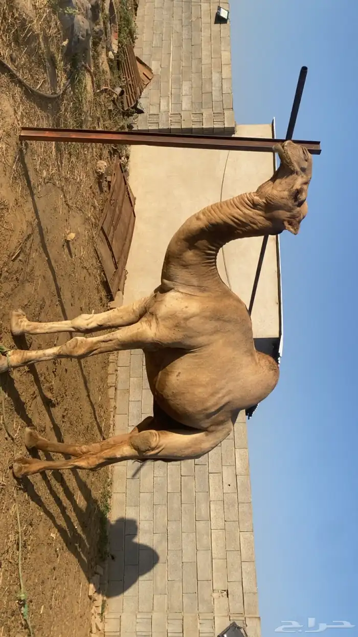 ابل اوارك مراح واحد للبيع 5