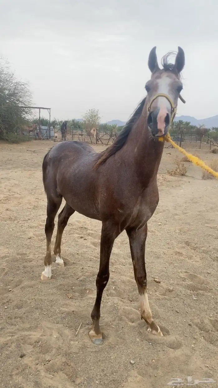 مهر شعبي مستقبل فاخر 1