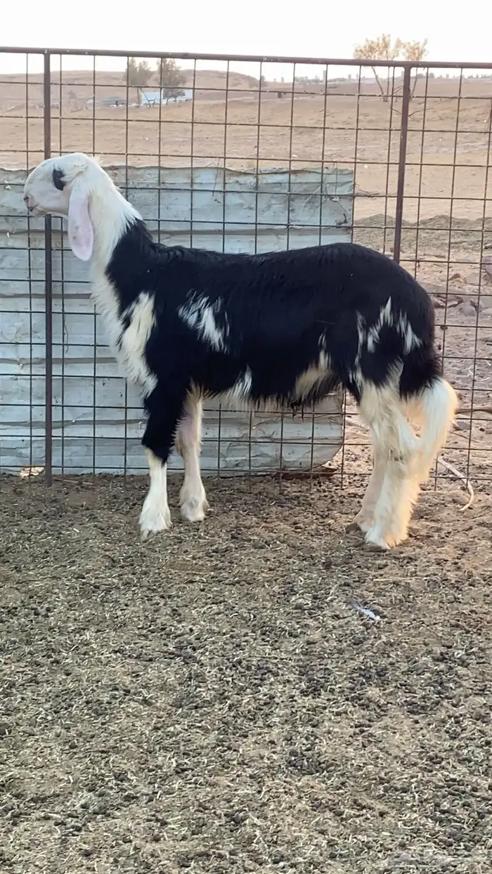 خروف نجدي مشروع فحل فاااخر 4