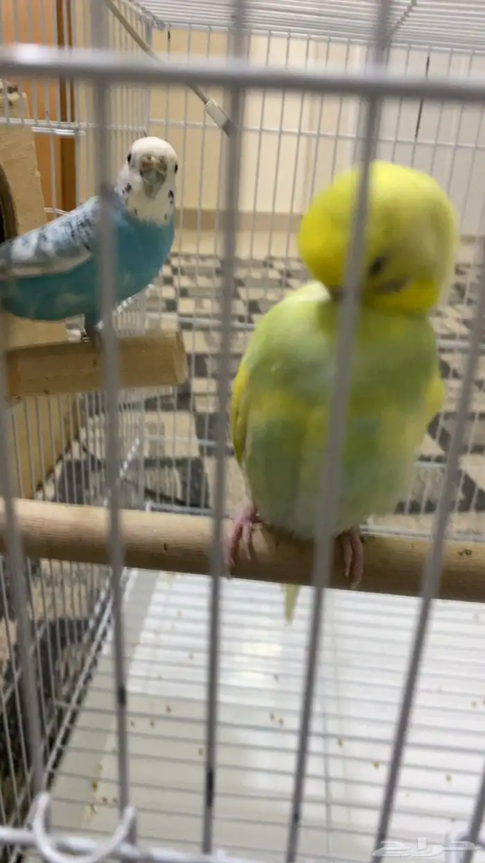 البيع جوز طيور حب منتج 5