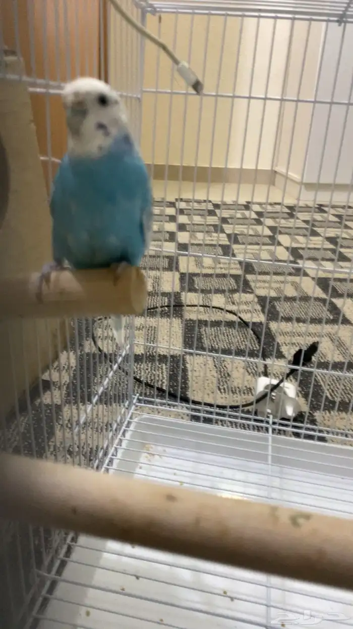 البيع جوز طيور حب منتج 4