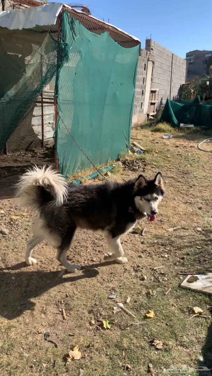 انثى هاسكي 1