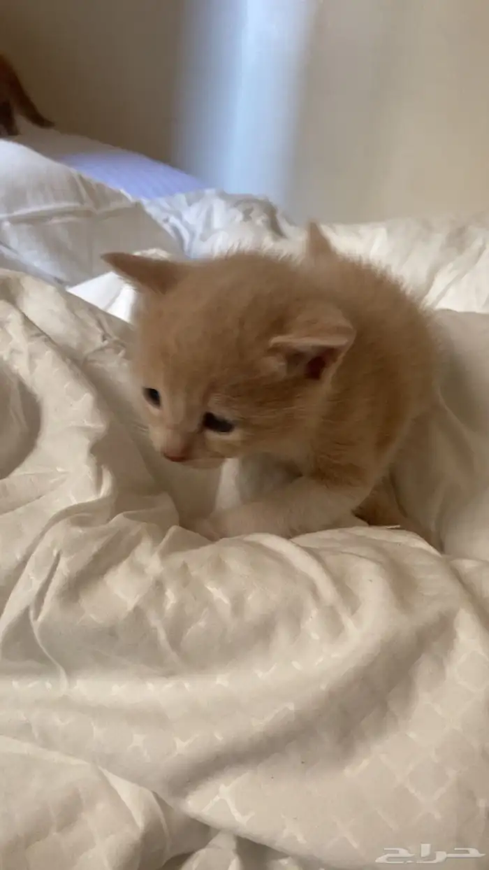 للبيع كيتين قطط صغيرة مهجنه 5