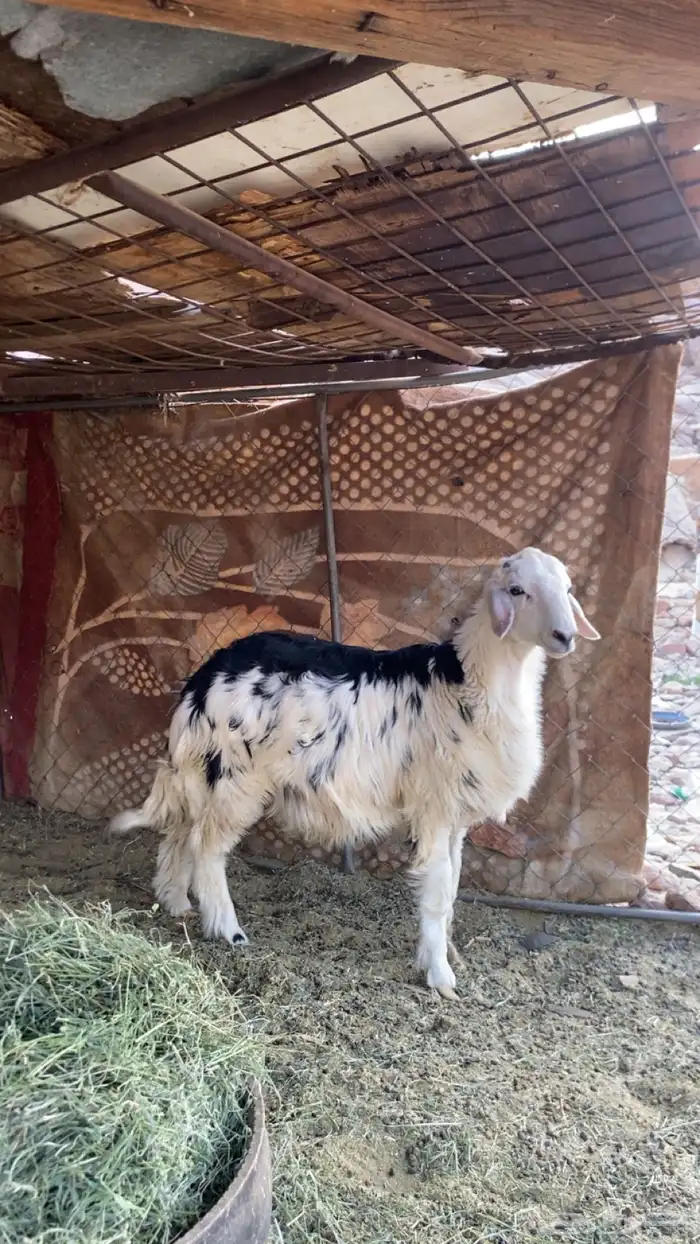 طلي العمر 4 اشهر تقريبن. سمين 1