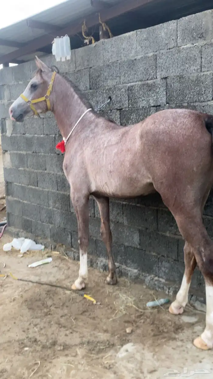 مهر شعبي مستقبل فاخر 0