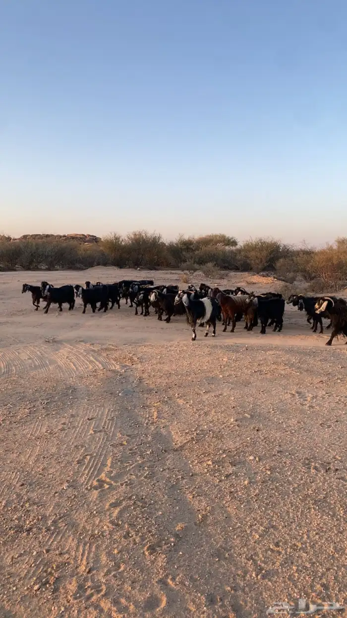 معزا عوراض 5